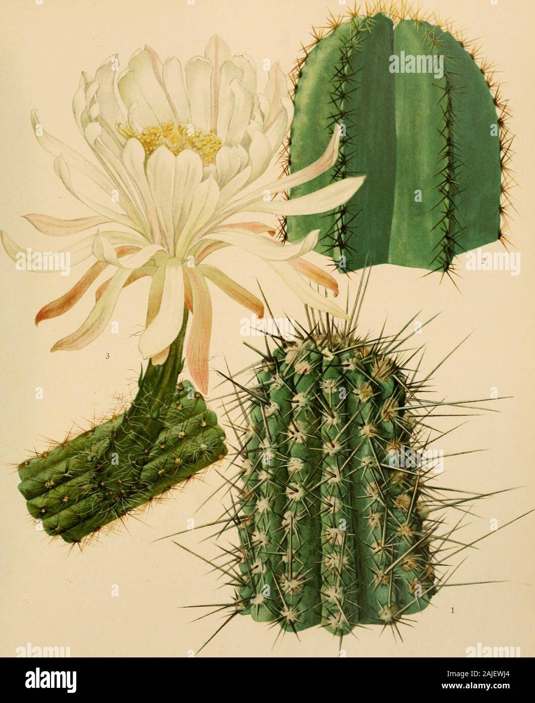 The Cactaceae : descriptions and illustrations of plants of the cactus family . Fig. 176.—Fruit of Nycto-cereus serpentinus. X0.7. Fig. 177.—Flower of Nycto-cereus hirschtianus. X0.7. BRITTON AND ROSE, VOL. II.. M E. Eaton del. 1. Top of branch of Eulychnia iquiquensis. 2. Top of stem of Lemaireocereus dumortieri. 3. Part of flowering stem of Nyctocereus serpenti?ius. (Natural size.) NYCTOCEREUS. 119 Known in Mexico as junco or junco cspinoso. Illustrations: Link and Otto, Ic. PI. Select, pi. 42, as Cactus serpcntinus; Bonpland,Descr. PI. Rares pi. 36; Van Geel, Sert. Bot. 3: pi. 17, the last Stock Photo
