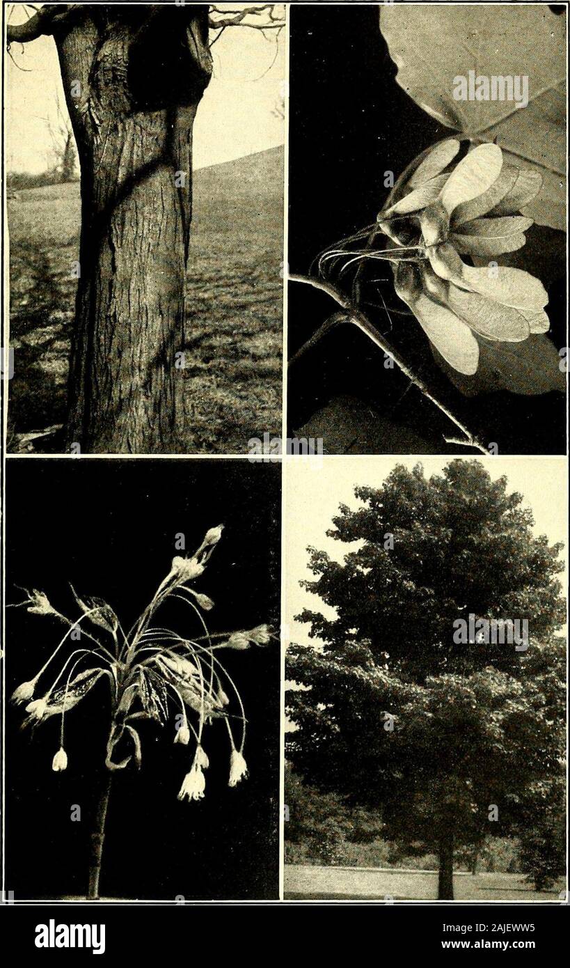 Trees that every child should know : easy tree studies for all seasons of the year . ge, but sonumerous as to make the whole leaf surprisinglylarge. The greatest of these twice-compoundleaves is borne by that astonishing, spiny-stemmed Hercules club. A single leaf is oftenfour feet long, and nearly a yard wide. Thereare no leaflets on the main stem; they are onthe side branches. How shall we tell a leaf stem from a twig?Leaf stems do not look like the twigs of thetree. A little practice in looking closely andcomparing these leaf stems and twigs will ob-viate any confusion of the two. The leaf Stock Photo