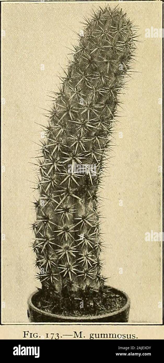 The Cactaceae : descriptions and illustrations of plants of the cactus family . cm. apart; spines stout, the radials 8 to 12, somewhat unequal,about 1 cm. long; central spines 3 to 6, stout, flattened, one muchlonger than the others and about 4 cm. long; flowers 10 to 14 cm.long, the tube long and slender; inner perianth-segments 2 to 2.5cm. long, purple; stamens about as long as the segments; fruit sub-globose, 6 to 8 cm. in diameter, spiny; skin of fruit bright scarlet;pulp purple; seeds rugose, pitted, 2.5 mm. long. Type locality: Lower California. Distribution: Lower California and adjacen Stock Photo