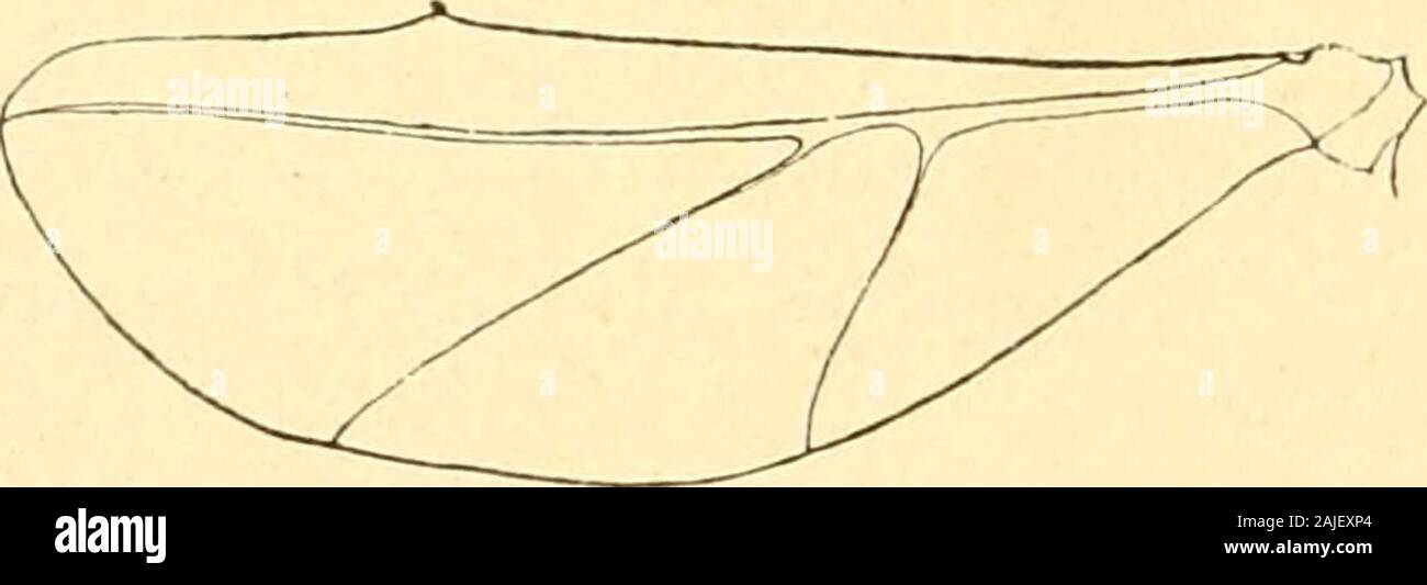 Redia . Fig. 2. — Ala anteriore del nuovo Vacvmide della querce, fortemente ingrandita. Le ali posteriori (%. 3) sono quasi la metà di &lt;]uelle anteriori,con la vena costale leggiermente convessa nella seconda metà, edalla base o quasi dell ultimo terzo è fornita di quattro retinacolidistinti (fìg. 4) ; la vena sottocostale è notevolmente ingrossataalla base e nel rimanente è concava, laddove la vena costale èconvessa. Esse hanno ])oi due vene oblique egualmente distinte.. Stock Photo