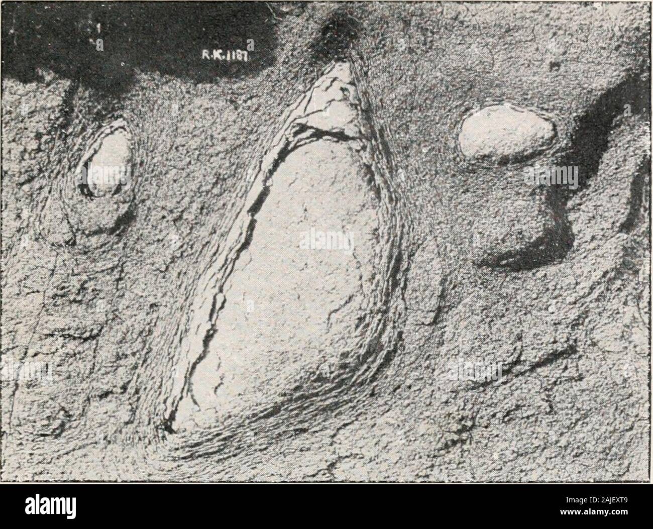 The geology of soils and substrata, with special reference to ...