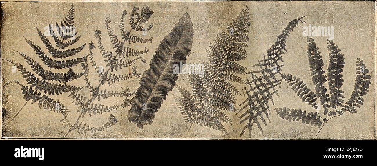 Dreer's autumn catalogue 1918 . 87. LastreaChrysoloba ASPLENIUM FlLlX-FcEMINA MULTIFIDA scolopendriumUndulatum POLYSTICHUMPROLIFERA ANGULARE asplenium pilix-fcemina Victoria Adiantum Pedatum CHOICE HARDY FERNS Suitable positions for Hardy Ferns are to be found in almost every garden. With few exceptions they do best in a shady orsemi-shady position in rich, well-drained soil, where they can be watered during dry weather. Where the soil is clayey, incor-porate a liberal quantity of leaf-mould or other loose material to make it friable. We give after each variety the average heightof growth in i Stock Photo