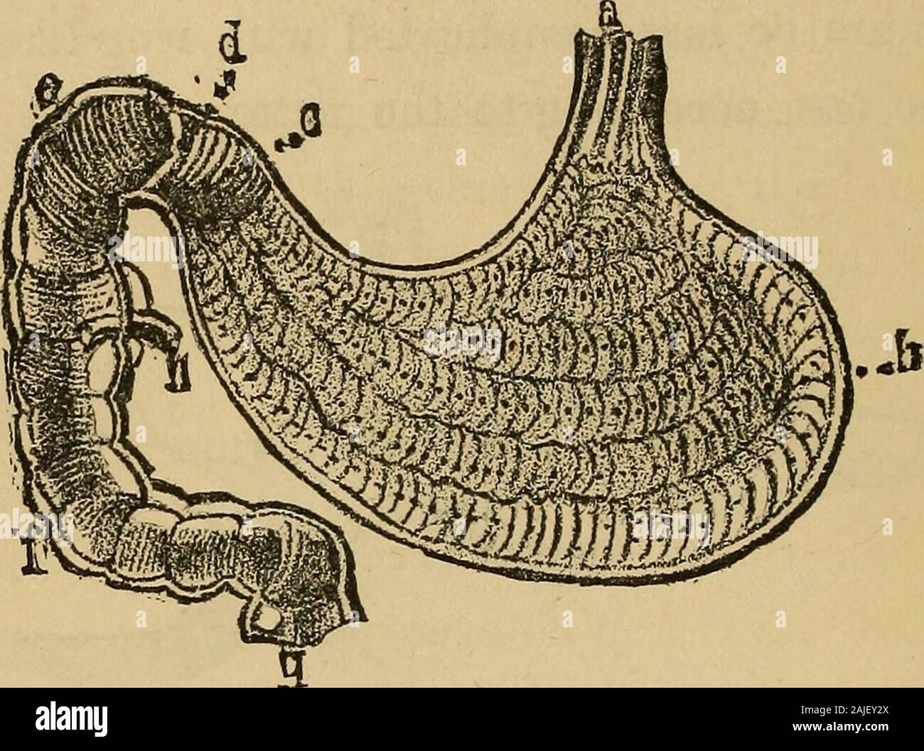 15 small intestine hi-res stock photography and images - Alamy