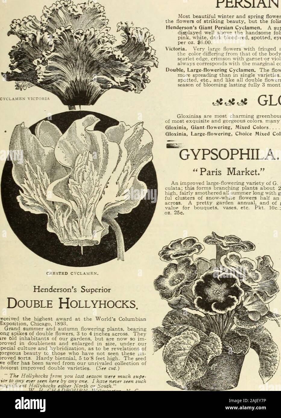 Florists' wholesale catalogue : seeds, bulbs, plants, &c . e shown inone flower, covering the plant with a sheet of bloom. Large-flowering, Choicest Mixed. From prize varieties. Pkt. 25c.; per 1000 seeds75c. Double, large-flowering, Mixed. Pkt. 25c.; per 1000 seeds $1.00. Stellata, Improved Hybrids. Tall, pyramidal plants, bearing quantities of medium-sized star-like flowers in immense umbels; an exceedingly decorative pot plant.Colors, white, rose, red, carmine and blue mixed. Pkt. 25c.; per 1000 seeds 60c. My gardener raised some of the finest Cinerarias, from seed purchased from youlast spr Stock Photo