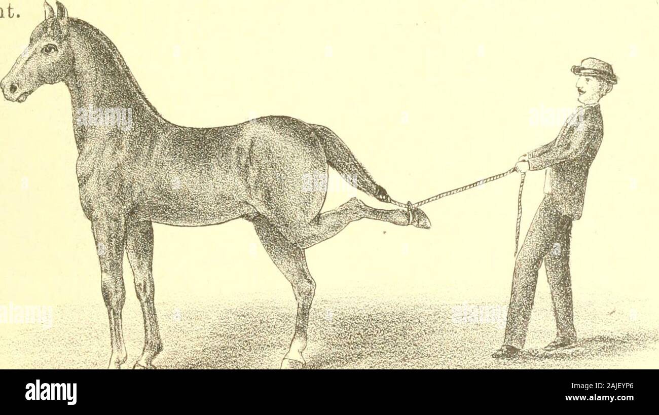 Hand Book Of Horsemanship And The Habits And Diseases Of The Horse And Other Animals To Cure A Cow Of Kicking While Being Milked To Cure A Cow Of Kicking Wliile Being Hand Book Of Horsemanship And The Habits And Diseases Of The Horse And Other Animals To Cure A Cow Of Kicking While Being Milked To Cure A Cow Of Kicking Wliile Being