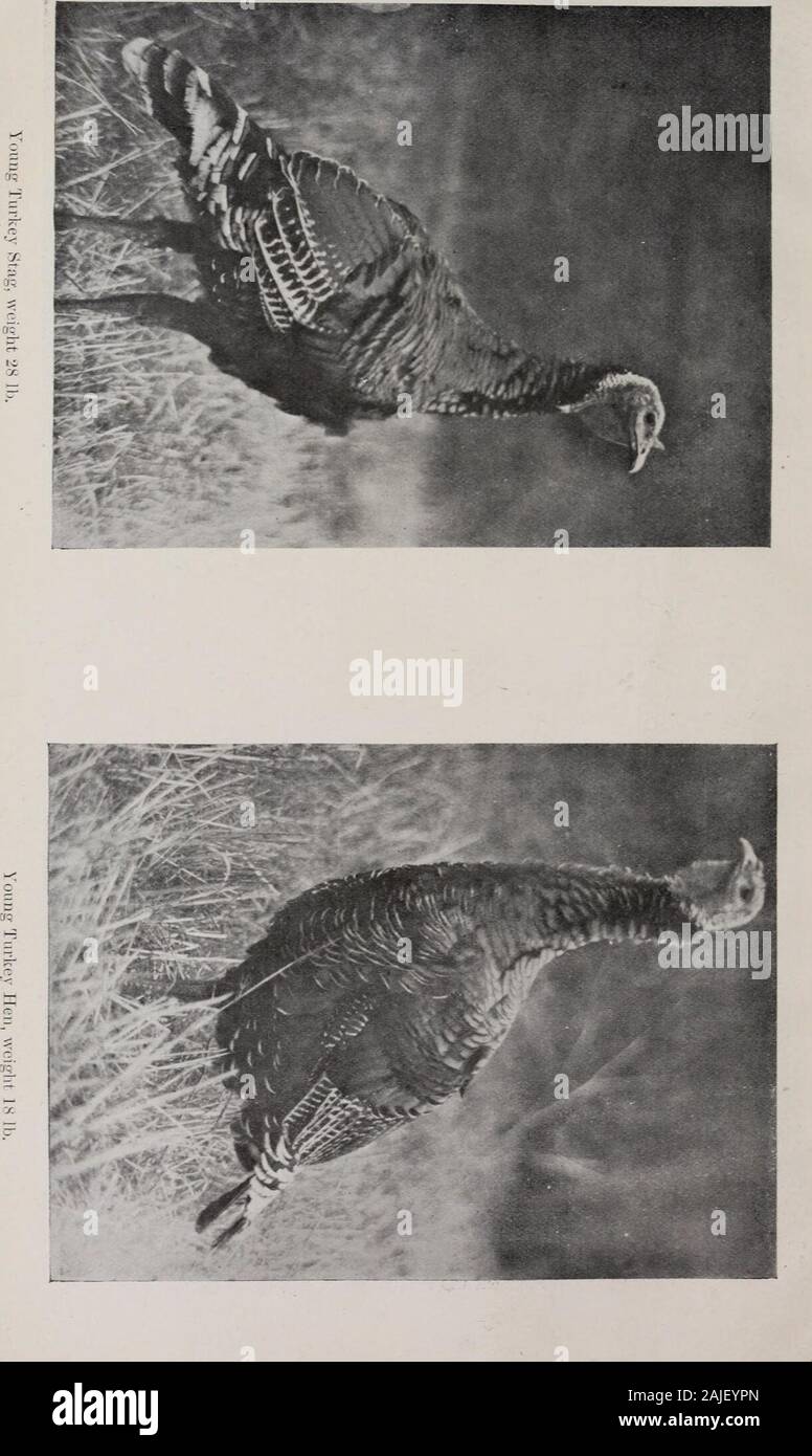 The journal of the Ministry of Agriculture. . Group of Turkeys reared at Tattingstone, Suffolk. The Birds were hatched on 16th June, 1920.and when marketed at Christmas the average Weight of 27 Stags was 19 9 lb. and of 40 Hens13*2 lb. The heaviest Stag weighed 22olb and the heaviest Hen 151b. The Price received forthe whole Consignment was 2s. lOd. per lb. nett (plucked).. Breeding and -Rearing of Turkeys. 1133 through faulty feeding. The young turkeys cannot contend witha large proportion of starchy food. Considerable quantities ofgreen food are required, and this is better if secured in the Stock Photo