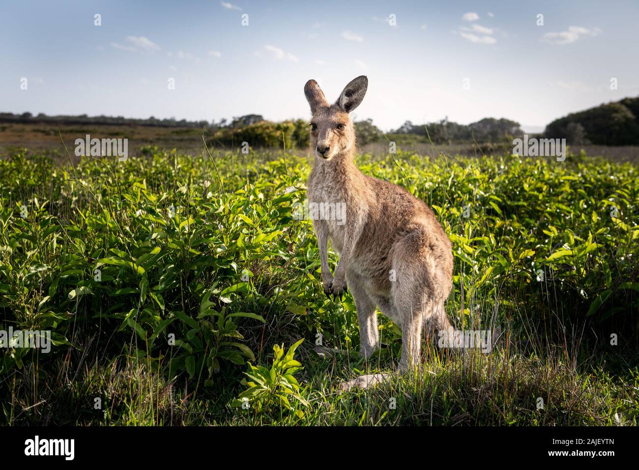 Eastern Grey Kangaroo feeding on green leaves in bushland. Stock Photo