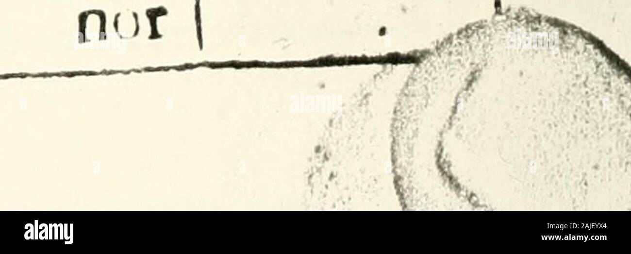 The discovery of a world in the moone . 2. If fhrehadany ligbcof herowne then that would in it felfebe,either fuch a ruddy brightnclfeasappcaresin theeclipfes, orelfcfuch a leaden duskifh light as weefee in tne darker parts ot her body,whcnfbee isalictle part the con-junftion. (That it mu(t be one ofiKefe may follow from the oppr*-fitc arguments) but it is ncifhcrof chefe,chercfore fhe hath none ofheroine. I. Tis not fuch a ruddy lightas appcarrs in eclipfes, for thenwhy can wee not fee the like red-neflc^ when wee may difcerne theobfcurer parts of the Moone ? You will fay, perhaps, thatthen t Stock Photo