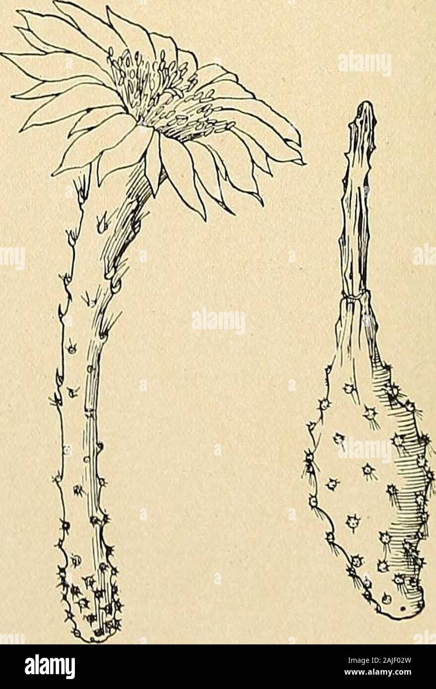 The Cactaceae : descriptions and illustrations of plants of the cactus family . Fig. 167.—Flower of Peniocereus greggii. X0.5.Fig. 168.—Fruit of same. X0.5., DENDROCEREUS. II3 In the southwest it is called deerhorn cactus or night-blooming cereus. The petals were first described as pale purple, but this was probably incorrect. The species is found occasionally in valleys and on mesas in its range, but is neverabundant. It is hard for the novice to find, as the short, dull-colored stems resemble deadsticks or the common sage bush, while the large flowers appear only at night. Mrs. W. R. Kitt in Stock Photo