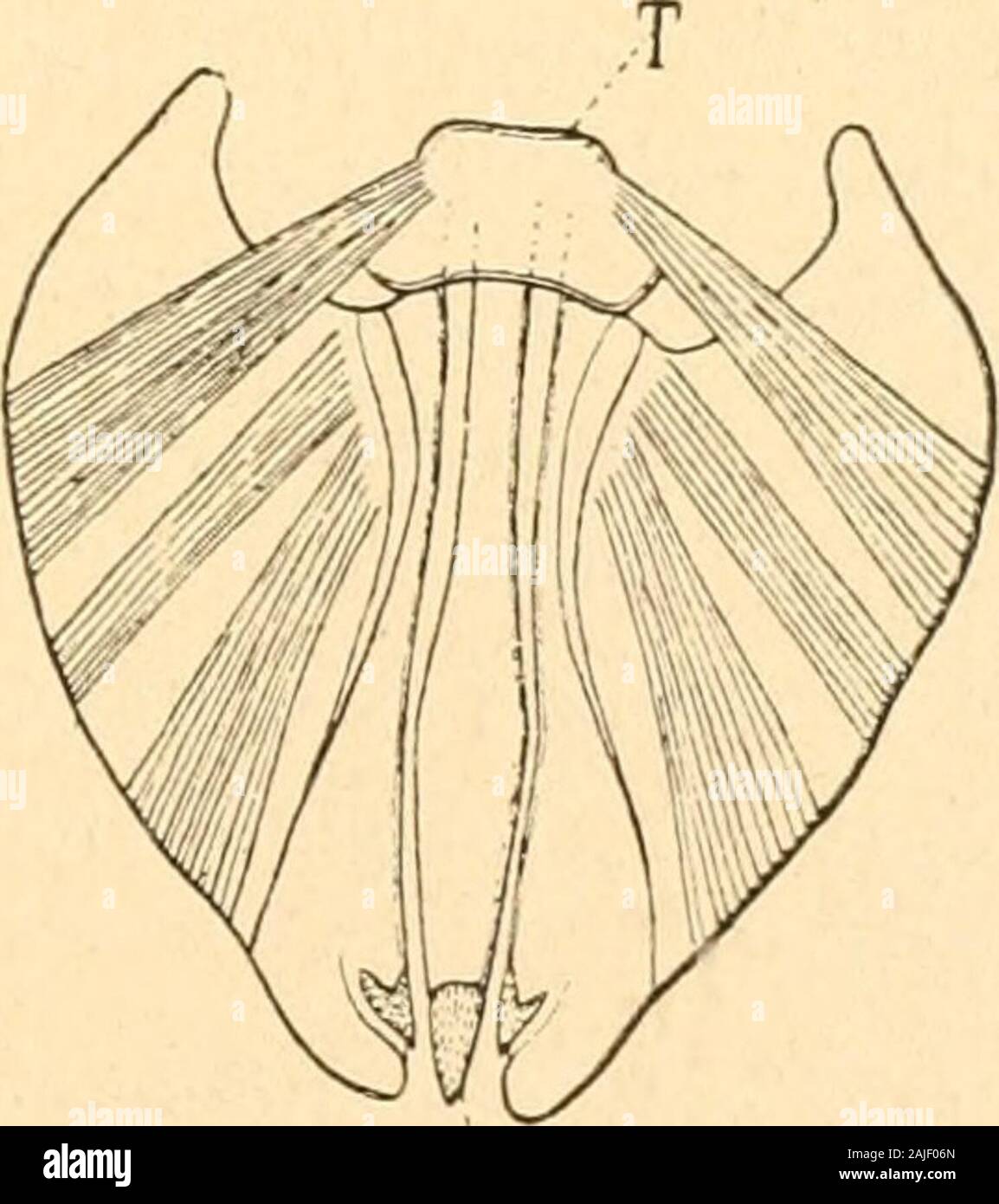 Torace hires stock photography and images Alamy