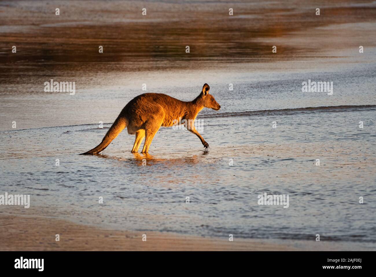 Eastern Grey Kangaroo visiting the beach in the early morning. Stock Photo