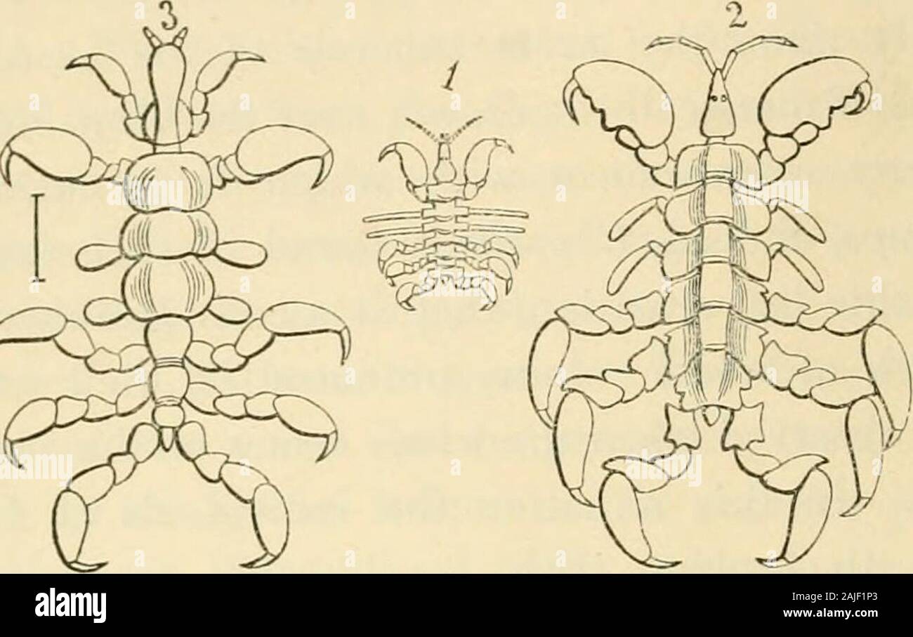 A history of the British sessile-eyed Crustacea . st situation, that at a considerable distancethe patch of white colour, produced by their presence,may be observed when the whale comes to the surface tobreathe. In this situation the individuals of C. ovalisarrange themselves with considerable regularity, bywhich they are distinguished from C. gracilis, which arescattered about more irregularly. The young of C ovalis, as figured by M. GuerinMeneville, in the Iconographie du Regne Animal, ismore regularly elongate-ovate than the young of C. ceti, asfigured above by ourselves, with the legs almo Stock Photo