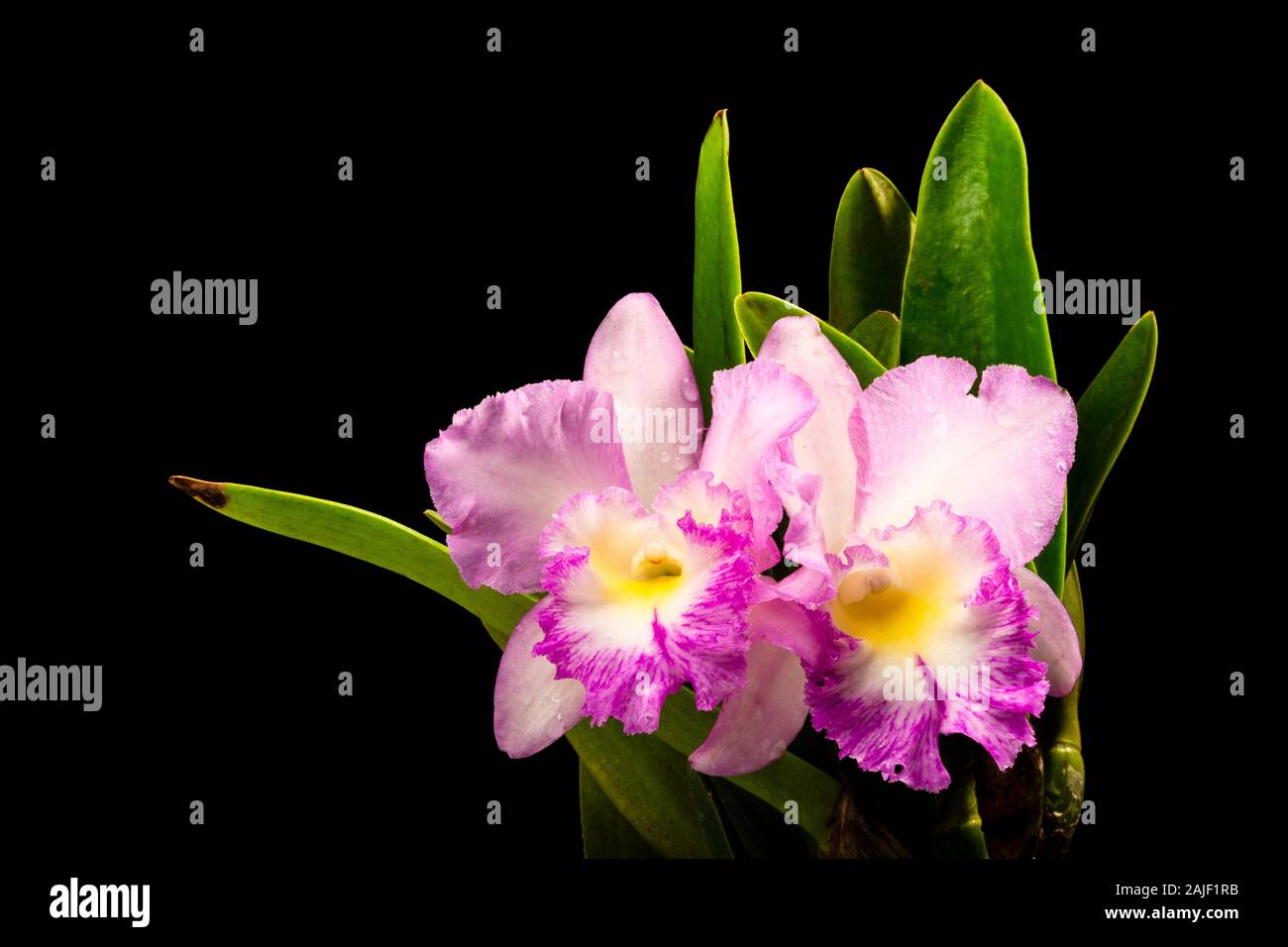 Purple Orchid group open at peak flowering with plain black background Stock Photo