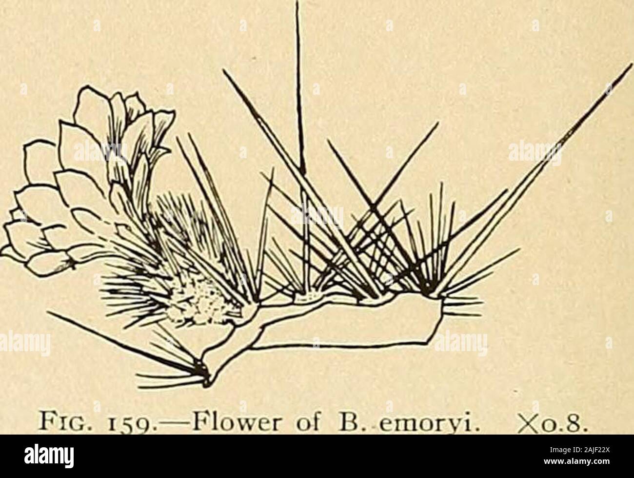 The Cactaceae : descriptions and illustrations of plants of the cactus family . Fig. 158.—Bergerocactus emory io8 THE CACTACEAE.. Fig. 159.—Flower of B. emoryi The genus is monotypic; it is named in honor of Alwin Berger, author of an excellentdiscussion of the genus Cereus, who was long in charge of the garden of Sir Thomas Hanburyat La Mortola, Italy. 1. Bergerocactus emoryi (Engelmann) Britton and Rose, Contr. U. S. Nat. Herb. 12:435,* 474.1909. Cereus emoryi Engelmann, Amer. Journ. Sci. II. 14: 338. 1852.Echinocereus emoryi Riimpler in Forster, Handb. Cad:, ed. 2. 804. 1885. Branches 2 to Stock Photo