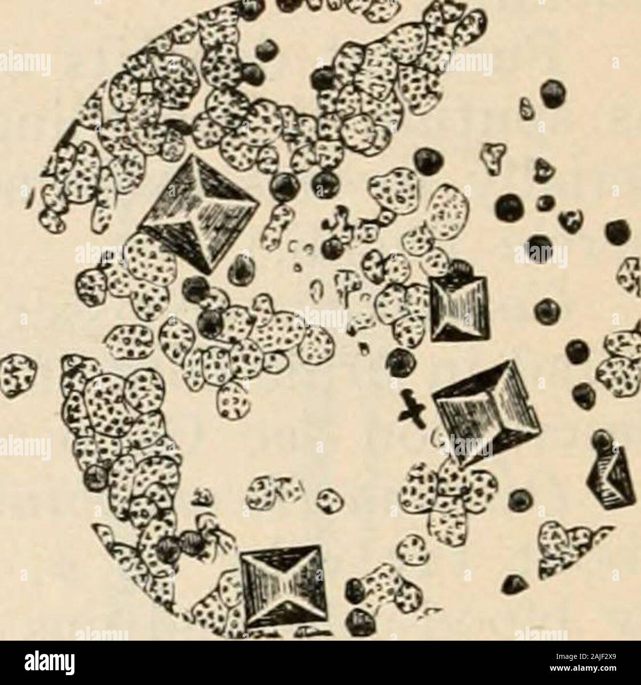 Manual of pathology including bacteriology, the technic of
