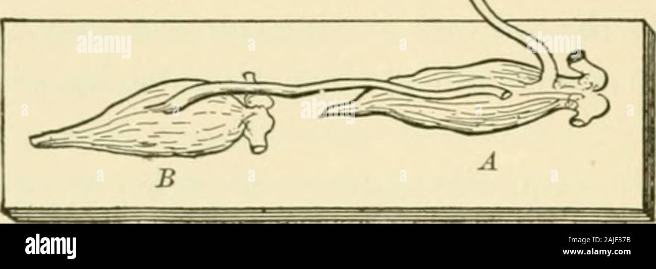 An American text-book of physiology . rritable nerve was rapidly closed. 3. Currents of Action in Muscle.—Just as the dying tissue of nerves iselectrically negative as compared with normal tissue, so active nerve- andmuscle-tissue is electrically negative as compared with resting tissue. Du Bois-Reymond discovered that if the normal longitudinal surface andinjured cut end of a muscle were connected with a galvanometer and the musclewere tetanized, the magnet swung back in the opposite direction to the deflec-tion which it had received from the current of rest. This backward swing ofthe magnet Stock Photo