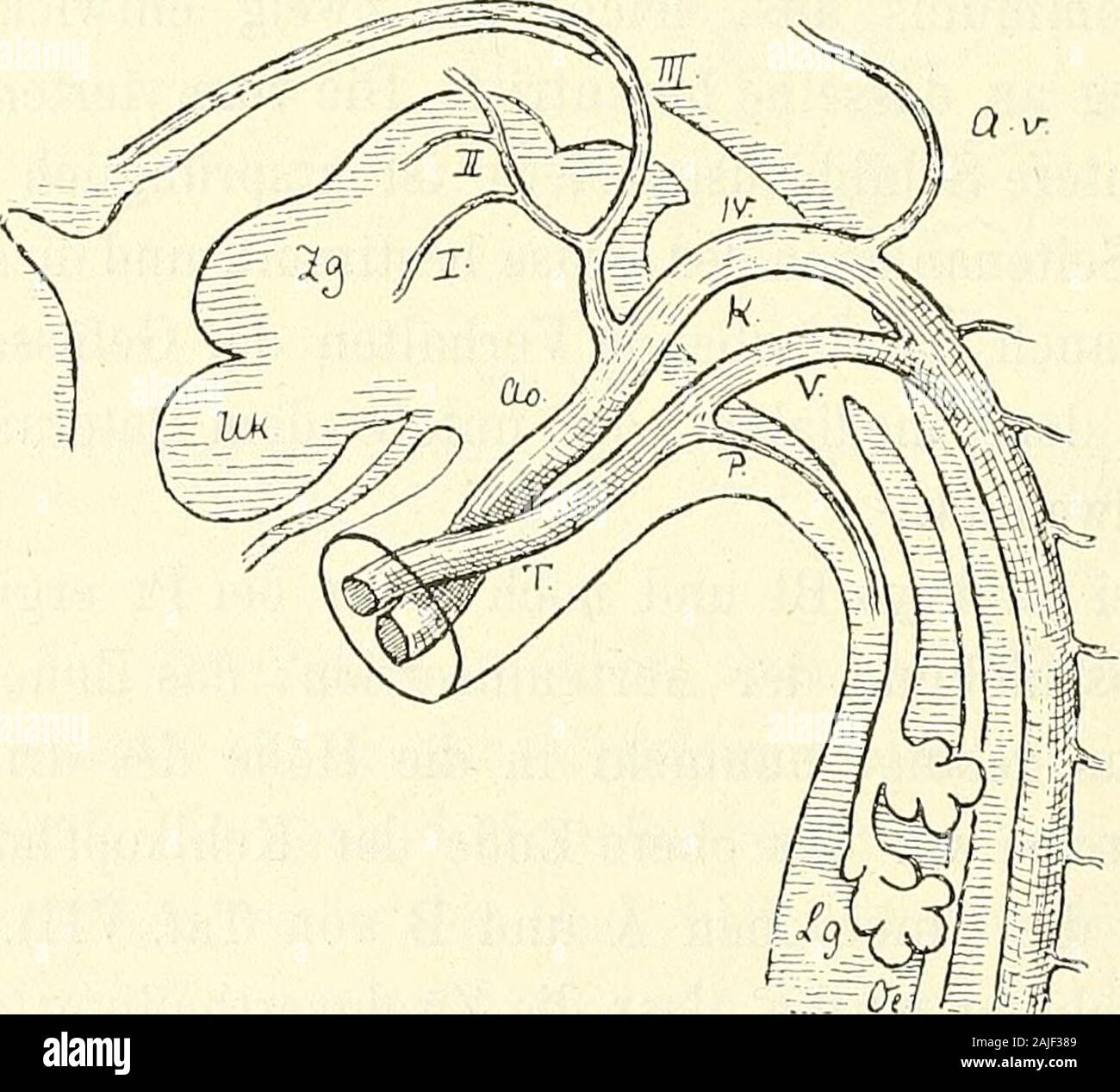 Anatomie menschlicher Embryonen . Fig. 123. Aortensystem vom Embryo S 1. Vergr. 18. Von diesem zuletzt betrachteten Zeitpunkt ab entwickelt sichdie Scheidung der beiden Strombahnen des Aortentruncus. Indemdas Septum vom Insertionsende aus gegen das Herz hin vorrückt,. Fig. 124. Aortensystem vom Embryo Kg. Constr. Vergr. 18. Bezeichnungen wie oben.R. T KATHKEsche Tasche, Ul- Unterkiefer, Zg Zunge, A.v Art. vertebralis. trennt dasselbe die Bahn, die mit dem linken Herzen, von der, diemit dem rechten zusammenhängt. An der Insertionsstelle des Truncusliegt jene Bahn höher als diese, und so ergiebt Stock Photo