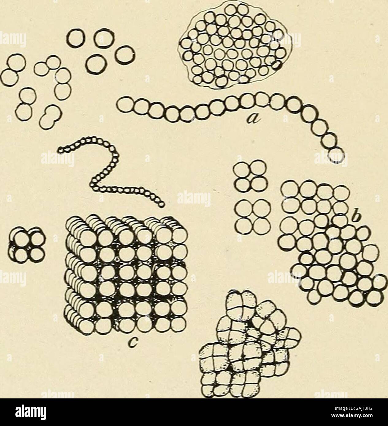 The theory and practice of infant feeding, with notes on development . #° Fig. 14.—a, Spheres; 6, rods; c, spirals. (Conn.) Classification of Bacteria.—Bacteria are divided ac-cording to their form into three groups: 1. Spherical bacteria—coccus. 2. Rod-shaped bacteria—bacillus and bacterium. 3. Spiral bacteria—spirillum.. Fig. 15 —a, Streptococcus; £•, micrococcus : c, sarcina. (Conn.) Spherical bacteria are further classified according tothe way in which they group themselves .during the proc- BACTERIOLOGY OF MILK. 83 ess of division, as streptococcus, in chains; micrococcus,in irregular mas Stock Photo