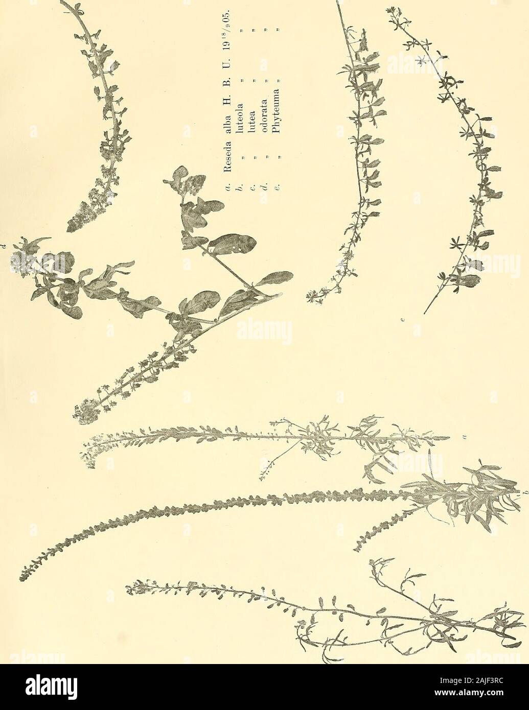 Svenska vetenskapsakademien handlingar . Gertrud BoSthius del. Ljustryck. Justus Cederquist, Stockholm. 149. Cirsium lanceolatiim. 150. Galactites tomentosa. 151. Triodia deciimbens. KUNGL. SV. VET. AKAD. HANDL. BAND 41. N:o T. Tafel 8.. l^UNGL. 5V. VET. AKAD. HANDL. BAND 41. N:o 7. Tafel 9. Stock Photo