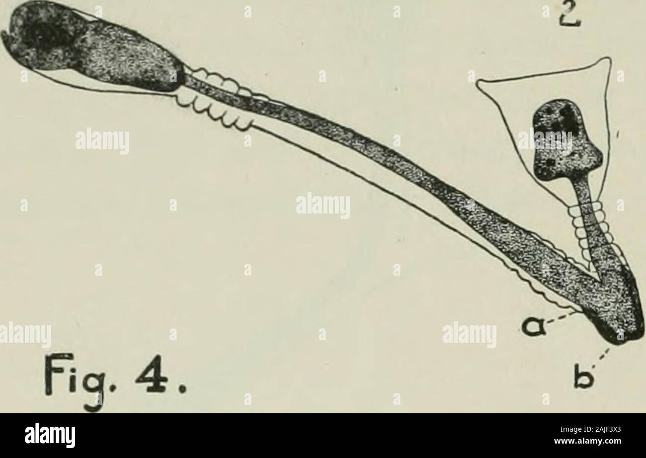 American journal of physiology . 64 Jacques Loeb.. At this stage the transformed shapeless mass of the polyp beginsto flow back into the stem (i, Fig. 4)- A little later only a fractionof the original protoplasm of the polyp is left in the periderm, the rest having crept back into the^ stem (2, Fig. 4). In polyps 3, 2, and I (Fig. i) we see thefurther stages of this process ofthe polyp material flowing backinto the stem. The transformation of polypsand their creeping into the stemoccurs probably in a similar wayin an Antennularia which is putinto the water horizontally. Themain difference betw Stock Photo