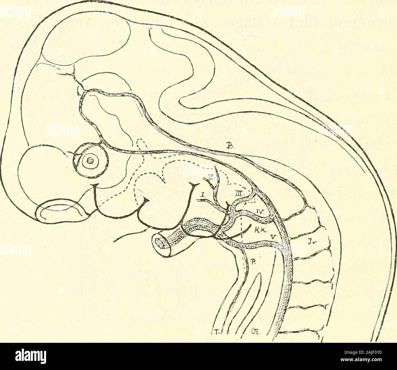 Anatomie menschlicher Embryonen . von unten herzunächst in den Unterkiefer eintritt und der weiterhin auch demOberkiefer Zweige abgiebt. Dieser Ast kann zunächst als A. maxil-laris communis bezeichnet werden. Vom Anfangstheil des zwei-ten Bogens geht ein nach vorn gerichteter Zweig ab, welcher gegenden Mundhöhlenboden hinläuft, und den ich für die A. lingualishalte.) Es ist unschwer zu verstehen, weshalb der erste Gefässbogen 1) Man vergleiche das Heft I S. SO u. if. hierüber Gesagte. 188 Die Aortenbogen. nach Eintritt der Nackenkrümmung sich scMiessen muss. Mit letz-terer complicirt sich, wie Stock Photo