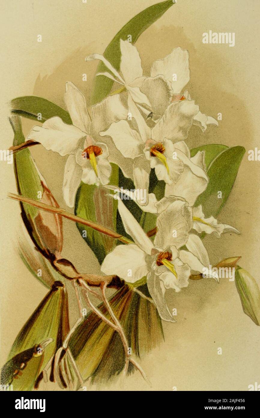 About orchids; a chat . f greenhouses,also devoted to Odontoglossums, Masdevallias,and cool genera, as crowded as the last; passdown it to the corridor, and return throughnumber three, which is occupied by Cattleyas andsuch. There is a lofty mass of rock in front, witha pool below, and a pleasant sound of splashingwater. Many orchids of the largest size areplanted out here—Cypripedium, Cattleya, Sobralia,Phajus, Loelia, Zygopetalum, and a hundred more, specimens, as the phrase runs—that is to say,they have ten, twenty, fifty, flower spikes. Iattempt no more descriptions; to one who knows,the p Stock Photo