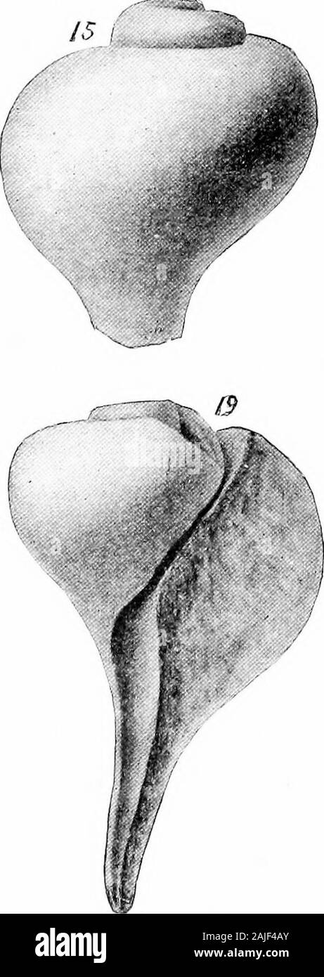 Report on paleontology . MURIOID/E OF THE LOWER BED GREENSAND MARLS. PLATE III. EXPLANATION OF PLATE III. Pyropsis (Eapa ?) CoBRiNA Whitf. (p. 45). Figs. 1-3. Three views of a specimeri showing the strong columellar fold in Fig. 1. Pykopsis (Kapa?) septemlirata Gabb (p. 44). 4. A copy of Mr. Gabbs figure.5,6. Two figures of a specimen showing lirations and the columellar fold. From Mullica Hill, New Jersey.7,8. Views of a large distorted cast showing strong lirations and evidence of transverse costiB.Acad. Nat. Sci., Phila. Perissolax dumia Gabb (p. 47). 9. View of a large specimen from Profes Stock Photo