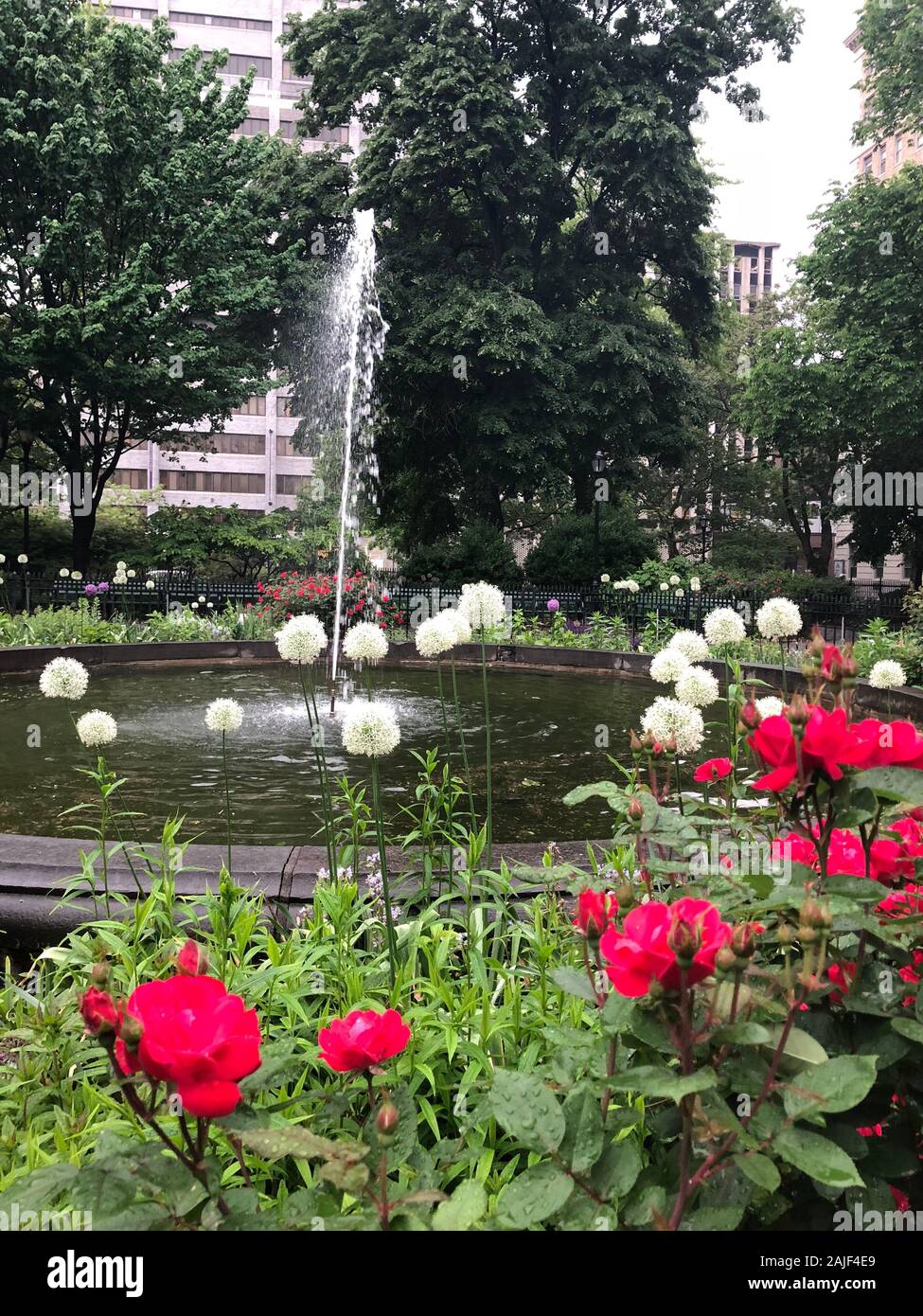 A fountain and pink and white flowers in an urban park Stock Photo - Alamy
