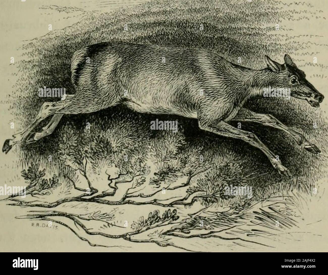 Sporting scenes and country characters . en accustomed to hunt 