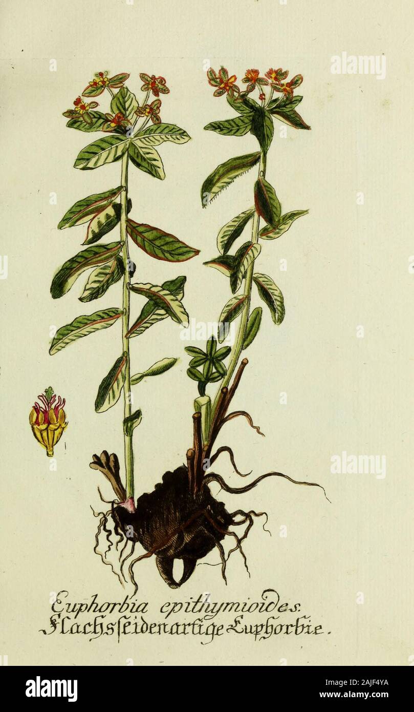 Plantarum indigenarum et exoticarum icones ad vivum coloratae, oder Sammlung nach der Natur gemalter Abbildungen inn- und ausländischer Pflanzen, &c . Stock Photo