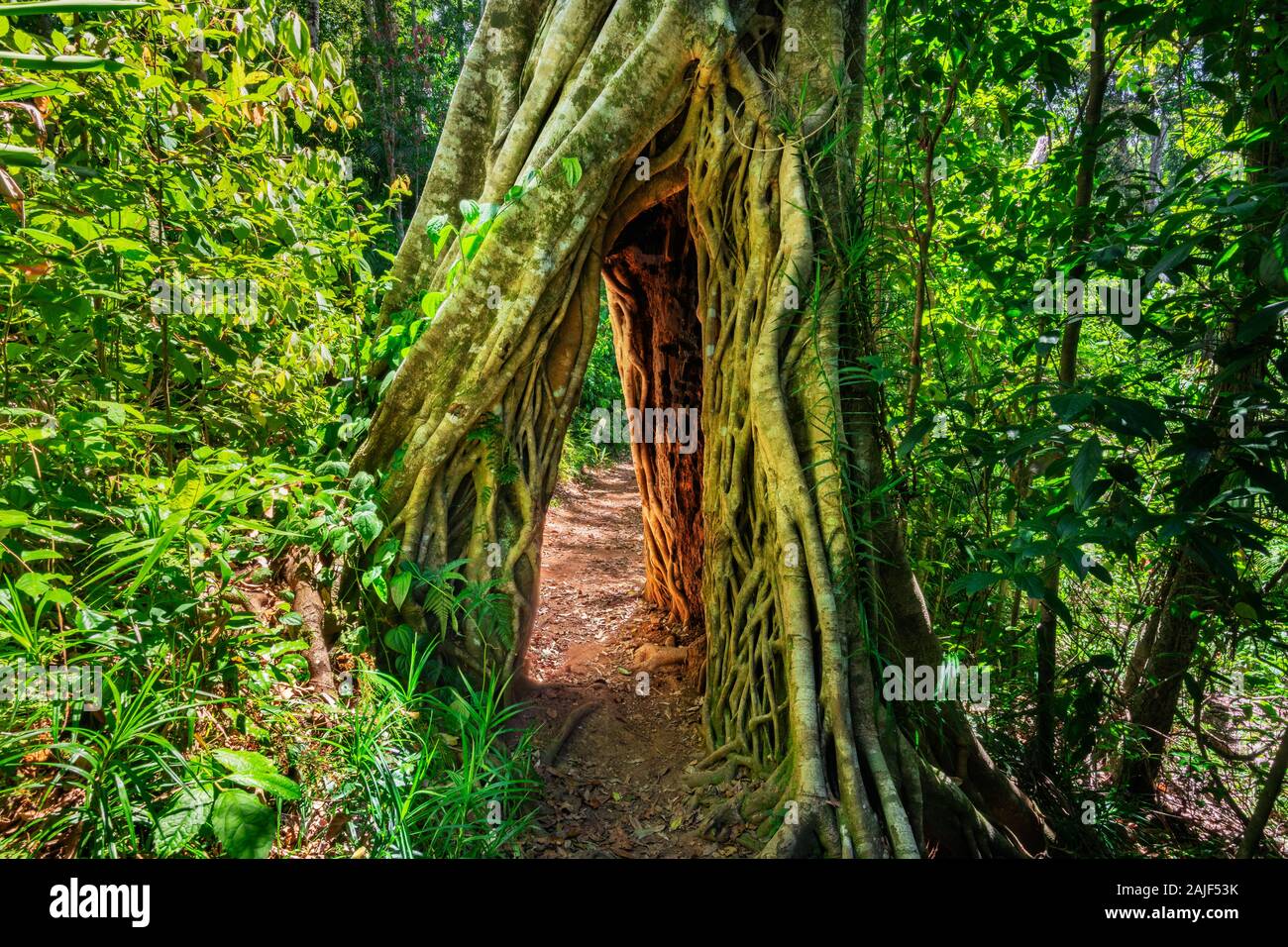 Tree Arch in the ancient rainforest of Eungella National Park. Stock Photo