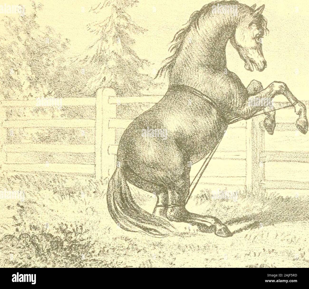 Fetlock rings horses deals