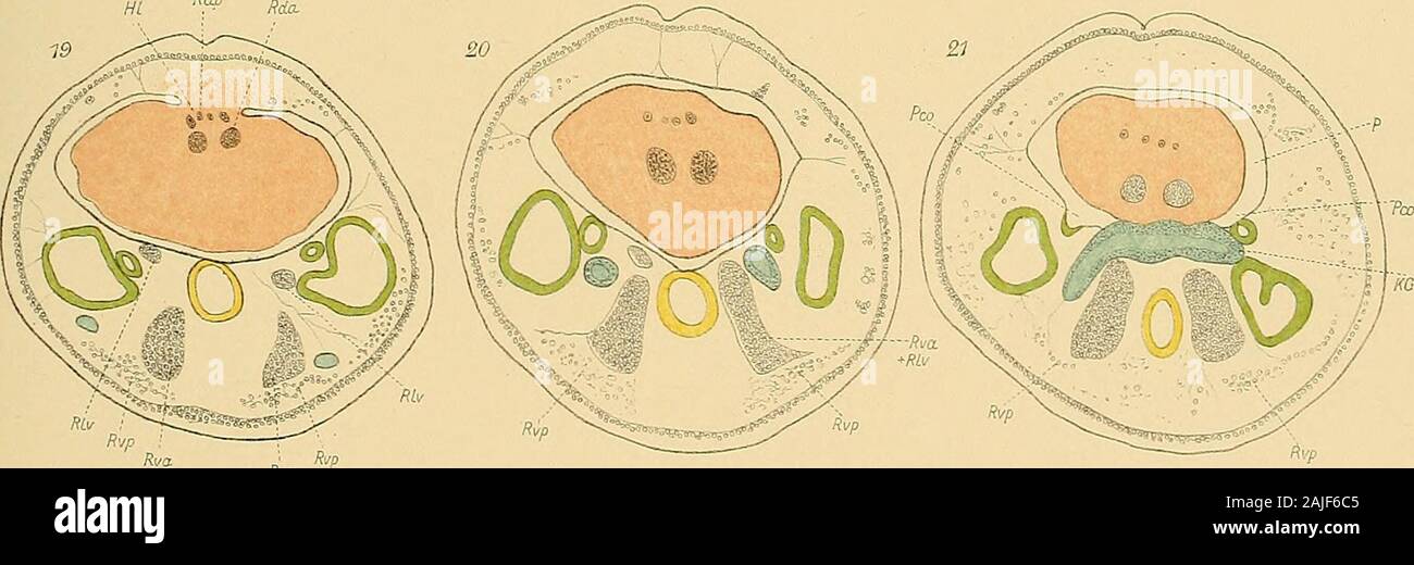 Svenska vetenskapsakademien handlingar . :?co. Wirén del. -rt.. VViren Lilli. W. Schiacliter, Stocktiolr.; TAFEL IV K. Sv. Vet. Aka.l. Haiidl. Bd 24. N:o 13. 10 TAFEL IV. Fig-, 22—25. Fortsetzung der Quevsohuitteuserie der Taf. II und III; Hartnack Obj. 4, Oc. 2, Abbes Camera (Vergr. ungefähr ?). Bedeutmig der Buchstaben wie Taf. II. Fig. 22. 140 i-i binler dem vorigen. Der Sclinitt geht durch den hintersteii Theil des Pericardiums, den inner-sten Theil der Cloake und die äusseren Abschnitte der Cloakengänge. Die vorderen dorsaleu, latero-ventralen und vorderen ventralen Kieraenretraotoren si Stock Photo