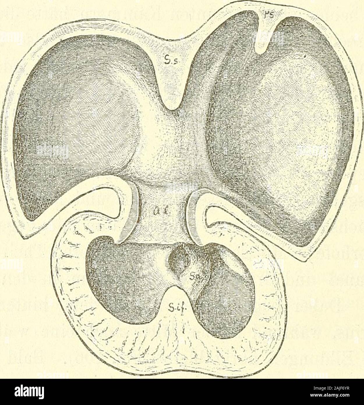 Anatomie menschlicher Embryonen . sste abgeschnitten werden.Dies wird indessen vermieden: der vorderste Theil des Septum in-ferius bleibt nach der Aorta hin frei, und dafür bildet sich eineVerwachsung zwischen dem Septum intermedium und dem unterstenEnde des Septum aorticum. Die nach ihrer primären Anlage demrechten Herzen und zwar dem Conus arteriosus angehörige Aortawird hierdurch vom rechten Ventrikel geschieden und durch denallervordersten, ausgespart bleibenden Theil des Ostium interventri- culare hindurch mit dem linken in Verbindung gelassen. 11* 164 Das Herz. Mit Hülfe der verschiedene Stock Photo