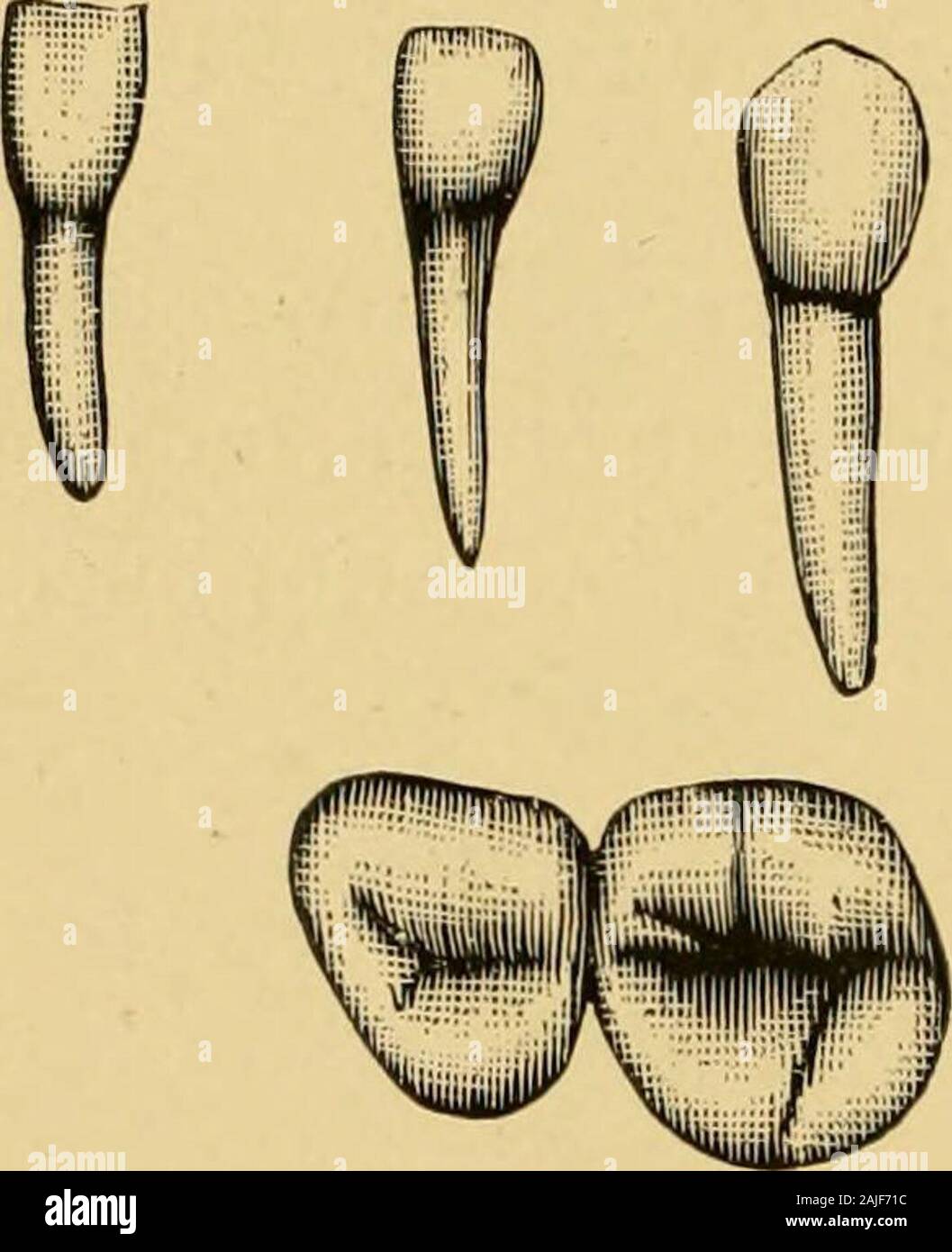 On extraction, with notes on the anatomy and physiology, of the teeth ...
