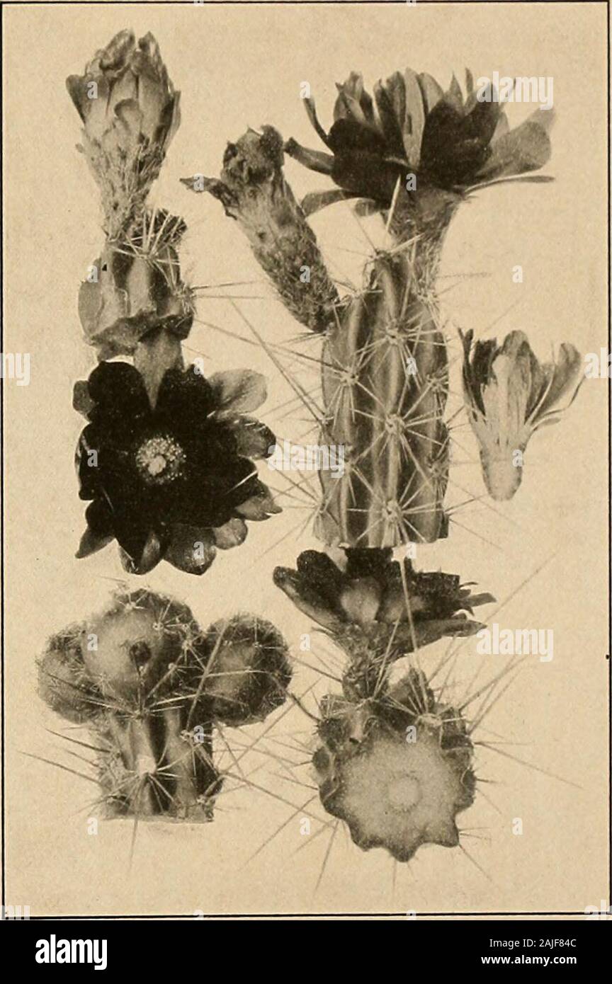 The Cactaceae : descriptions and illustrations of plants of the cactus family . e segments, the innerseries united into a tube around thestyle; style included; stigma-lobes very-short ; ovary globular, bearing clustersof aeieular spines. Fig. 155.—Erdisia squarrosa. Type locality: Chile. Distribution: Known only from the type collection. This species has been described in turn under Cereus, Echinocactus, and Echinopsis,from all of which it is distinct. It is remarkable in having the lower series of stamensunited into a tube. Illustrations: Gartenflora 31: pi. 1079, f. 1, a, b, as Cereus philip Stock Photo