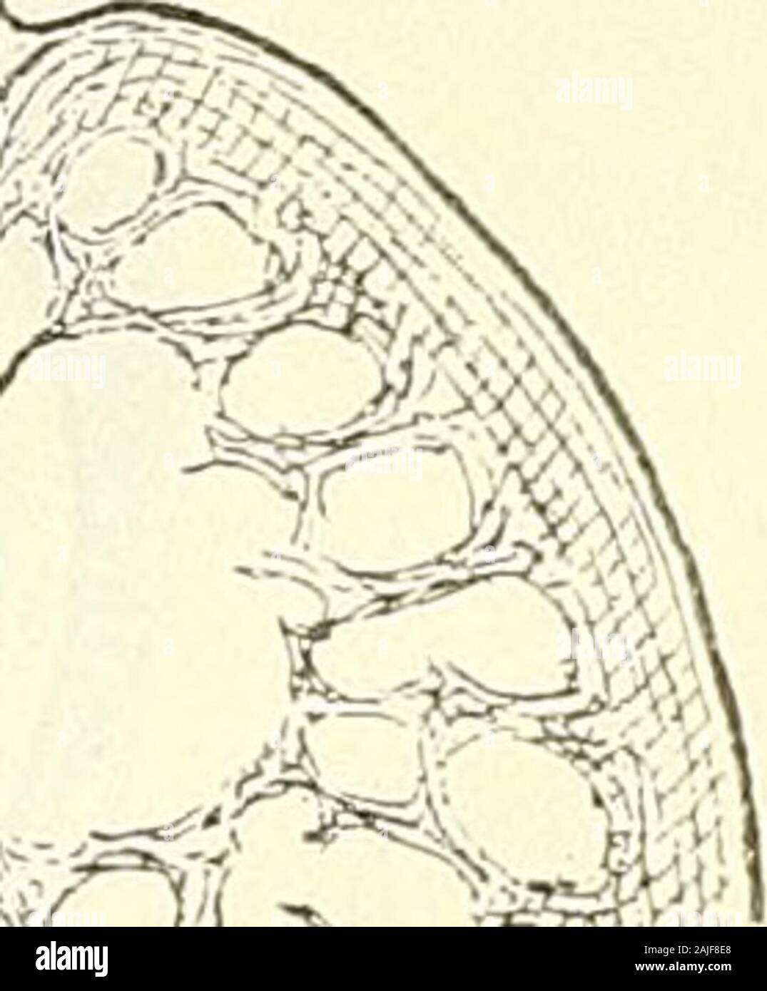 Anatomie menschlicher Embryonen . Fisr. 103. Sclinitt durca das Herz vom Embryo Q-. Vergr. 36. Oe Oesophagus, Lg Lunge, M. ppMembrana pleuro-pericardiaoa, S. r. d und S. r. s Sinus reuniens recbtes und linkes Hörn,F. E Yalv. Eust., S. int. Septum intermedium, S. inf. Sept. iuf., S. a Septum aorticum. Stock Photo