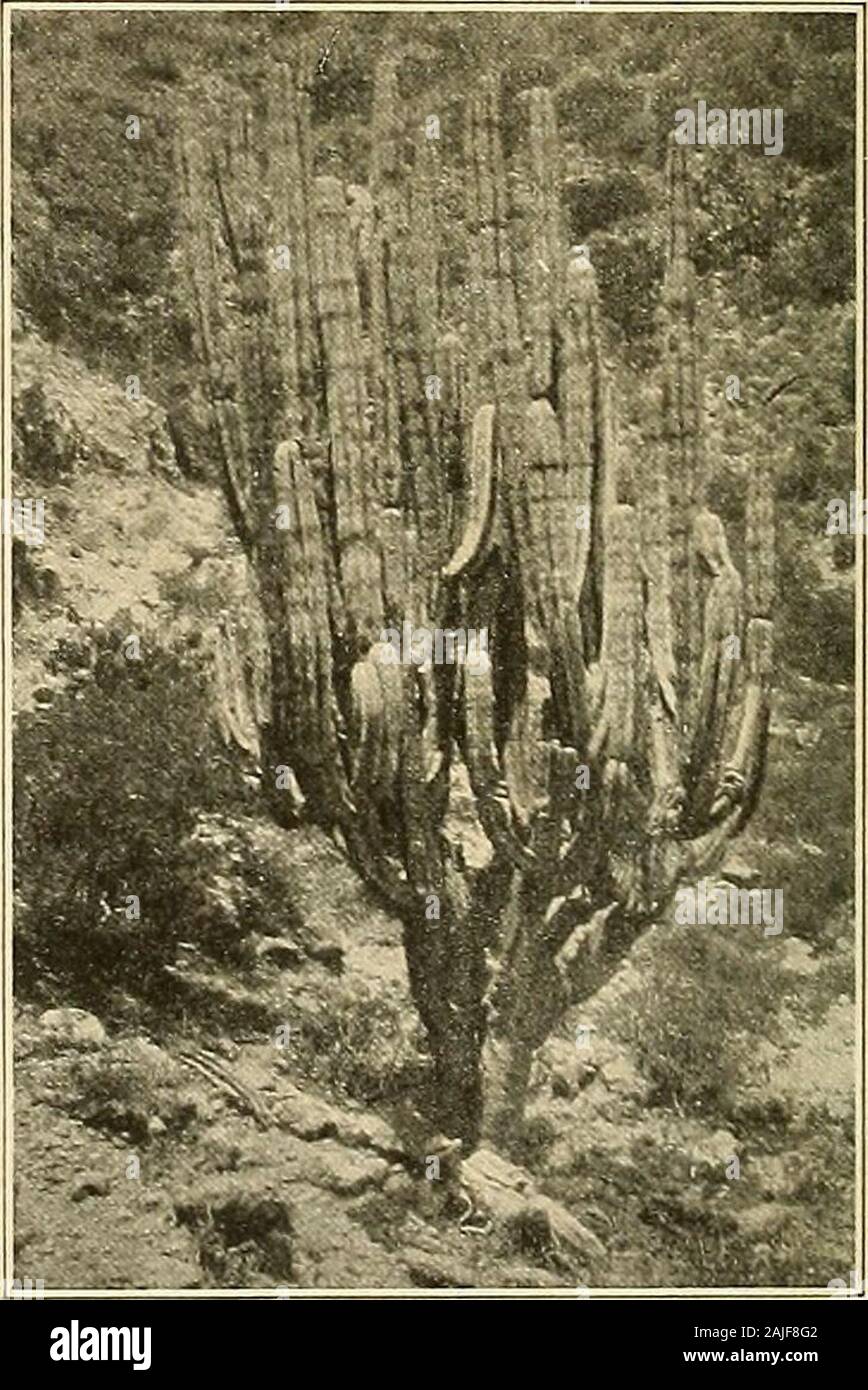 The Cactaceae : descriptions and illustrations of plants of the cactus family . Fig. 152.—Fruit of Lemaire-ocereus dumortieri. Xo.8 LEMAIREOCEREUS. 103 Plate xv, figure 2, shows the top of a plant brought by Dr. Rose from Cuernavaca,Morelos, Mexico, in 1906. Figure 152 shows the fruit of a plant from Hidalgo; figure153 is from a photograph taken by him in Hidalgo, Mexico, in 1905. SPECIES NOT GROUPED.LemaireocerEUS schumannii (Mathsson) Britton and Rose, Contr. U. S. Nat. Herb. 12: 425. 1909.Cereus schumannii Mathsson in Schumann, Monatsschr. Kakteenk. 9: 131. 1899. Plants tall and stout, 15 m Stock Photo