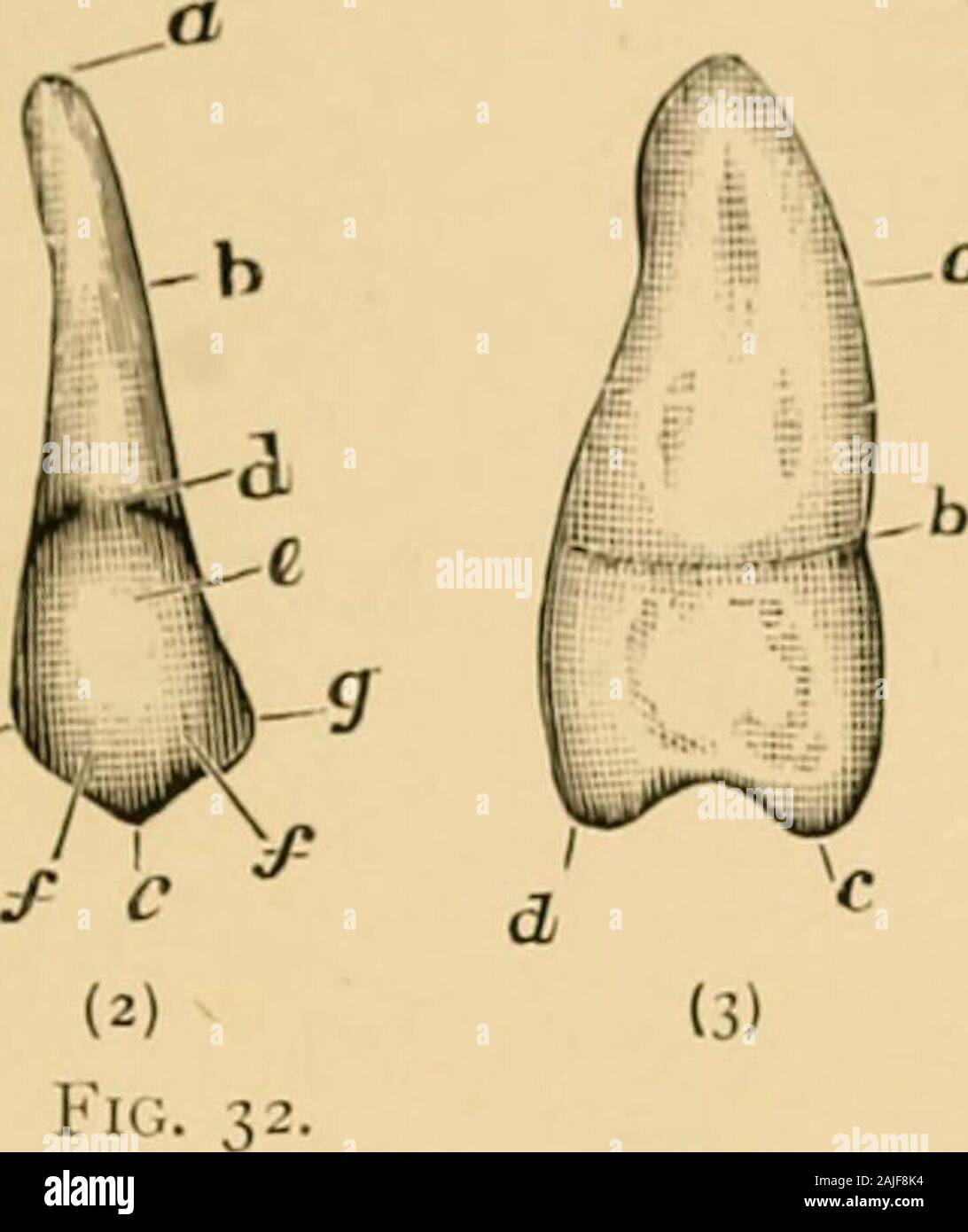 On extraction, with notes on the anatomy and physiology, of the teeth ...