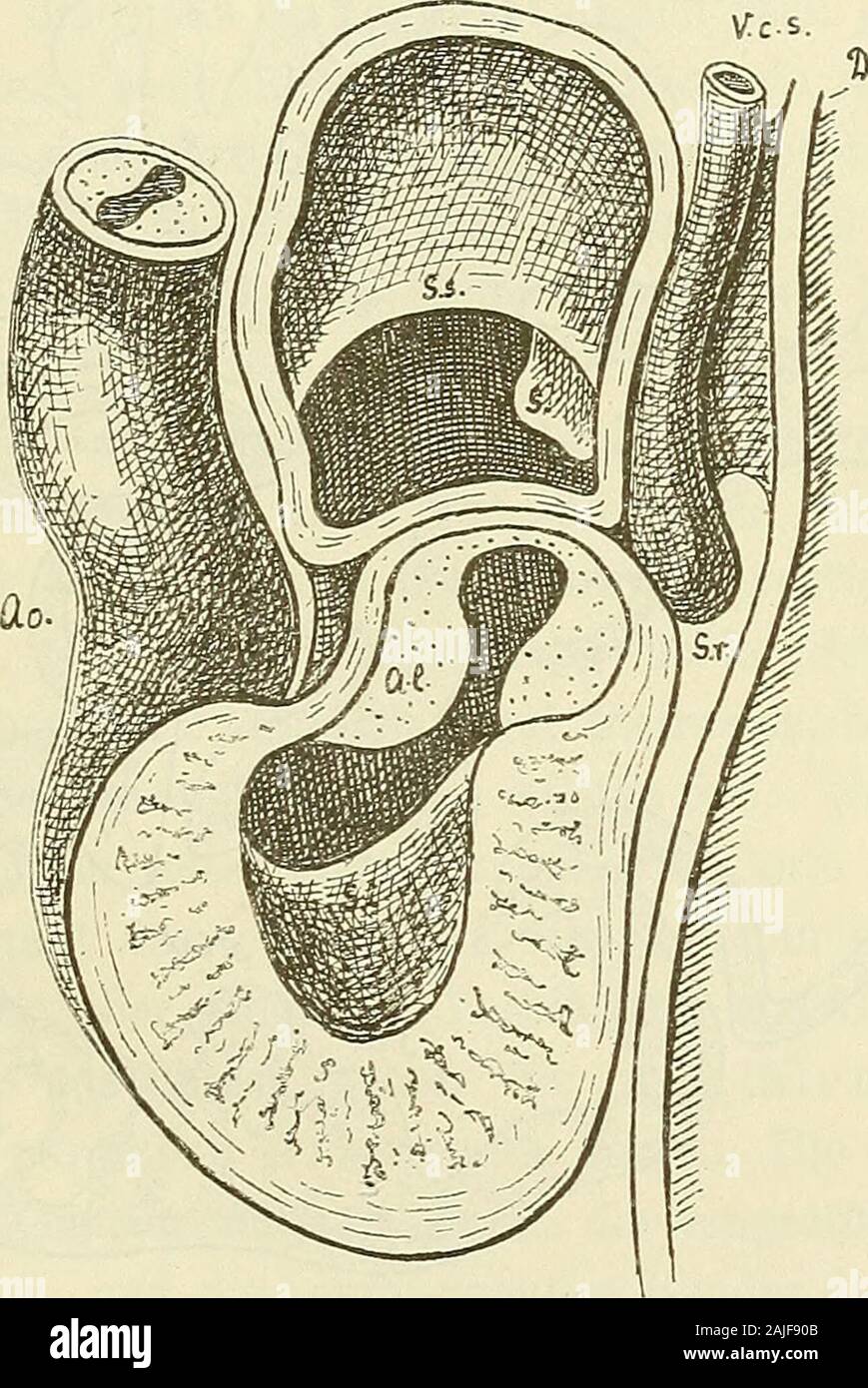 Anatomie menschlicher Embryonen . Diaphragma. cylindrisches Eohr, die Lichtung seiner Blutbahn dagegen stellt eineQuerspalte dar, die in der Mitte eng, an den beiden Kanten aus-geweitet ist. Der Zwischenraum zwischen dem Endothel- und demMuskelrohr wird durch eine weiche Bindesubstanz ausgefüllt, undso entstehen zwei breite und zwei schmale, die Lichtung umgebendeSubstanzleisten, die Atrioventricularlippen von Lindes oder Der Ohrkanal und die Bildung der Ostia yenosa. 153 Endothelkissen von F. Schmidt. Durch das Verhalten der Herz-ohren zum Ohrkanal wird übrigens bedingt, dass der Eand desletz Stock Photo
