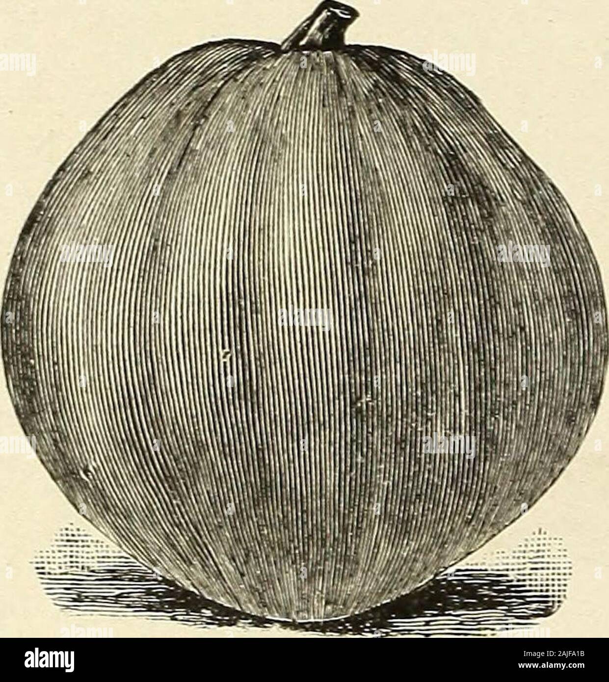 H.W Buckbee seed and plant guide : 1905 . E-VSandwich Island EminentSu rpris ing lyftne Variety New Winter Luxury—This I recommend as one of the best Pie Pump-kins; an excellent keeper and enormously productive. It is very finelyDetted and in color it is a golden russet. Pkt. 4c., oz. 8c.; 2 oz. 15c.; H,lb. 25c.; y» lb. 40c.; lb. 75c. large Cheese, sometimes called Kentucky Field—Large, round, flat-tened fruits witn broad ribs: creamy-buff skin: averages two feet indiameter. It is an excellent keeping variety, with thick flesh of ex-ceptionally fine qualitv. Very popular for all purposes. Pkt. Stock Photo