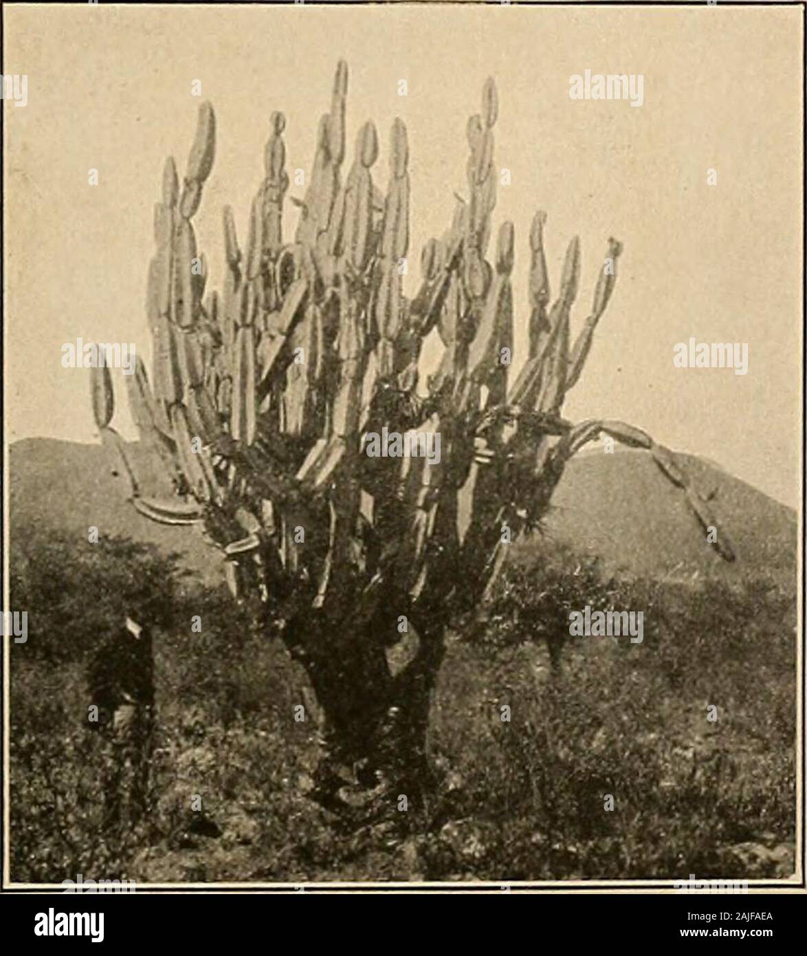 The Cactaceae : descriptions and illustrations of plants of the cactus family . Britton and Rose, Journ. X. V. Bot. Card. 20: 157. n;n,. Cactus laetus Humboldt, Bonpland, and Kunth, Nov. Gen. et Sp. 6: 68. 1823.Cereus lad us Dc Candolle, Prodr. 3: 466. 1828. Plant 4 to 6 meters high, much branched, bluish gray but not glaucous; ribs 4 to 8, prominent;areoles 2 to 3 cm. apart; spines brown when young, becoming gray to nearly white in age, usually1 to 3 cm. but sometimes 8 cm. long, subulate; flowers 7 to 8 cm. long; inner perianth-segmentswhite, 2 em. long; fruit green without, very spiny, spli Stock Photo