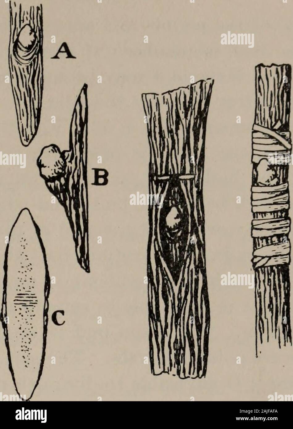 New methods of grafting and budding vines . Fig. 9. same as 8 magnified. the tying of buds has been madewithout using the foil.{Rev. de Fit., 1895.) MEANS OF INSURING THE SUCCESS OF HERBACEOUS GRAFTS. Selection of shoots bearing buds for scions.—We should alwayschoose branches growing from eyes which would have normallyremained dormant till the following season, in preference to branchesgrowing from buds bursting out normally. Shoots of medium orrather small diameter are to be preferred. These shoots will furnishthe scion-buds which are to be grafted on the old wood. The diameterof the shoot f Stock Photo
