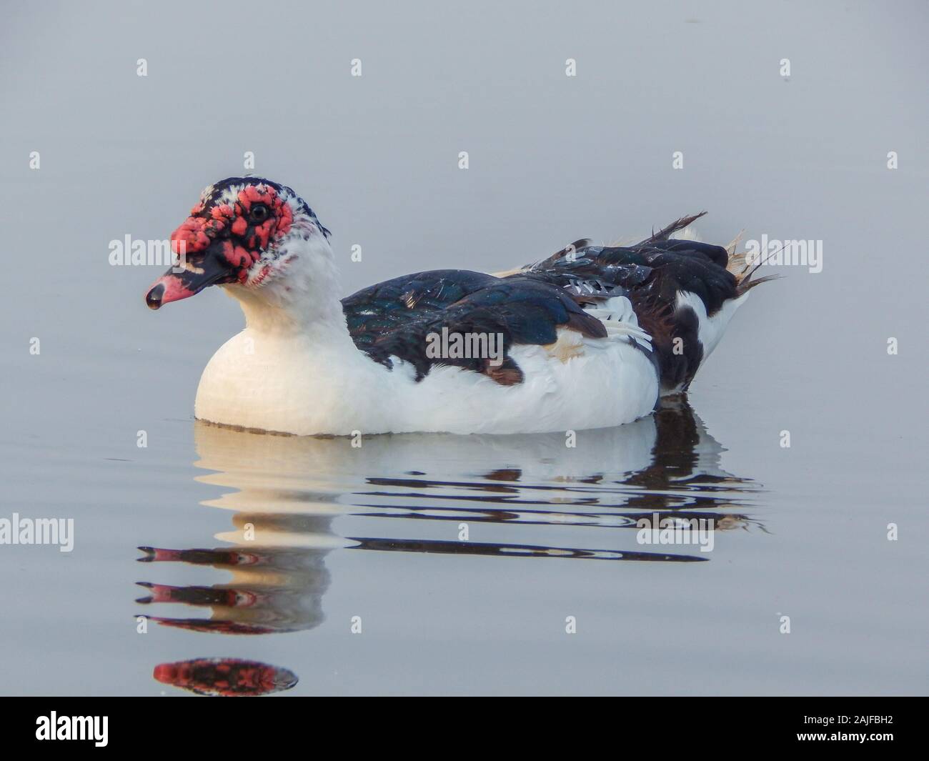 duck is swiming in the pond. Stock Photo
