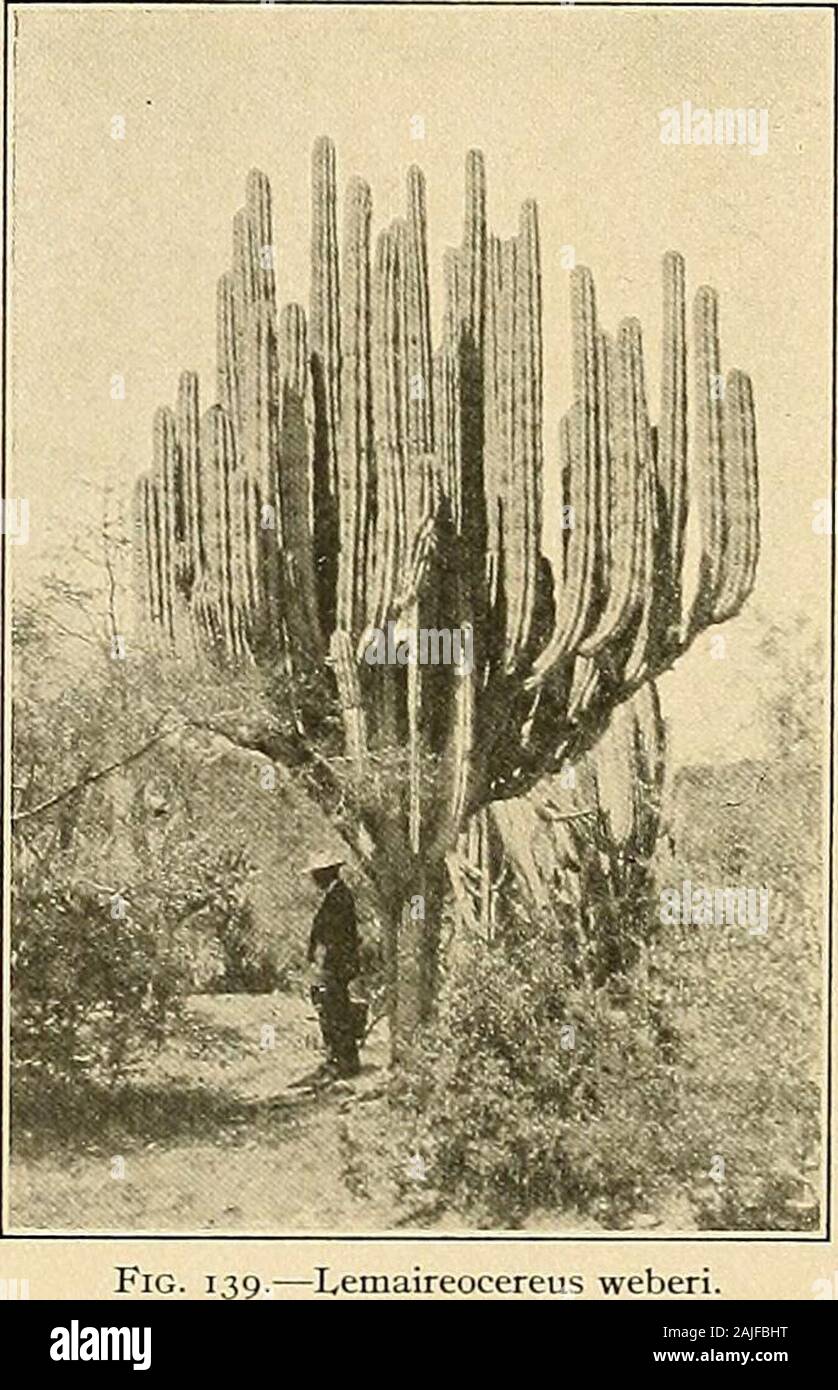 The Cactaceae : descriptions and illustrations of plants of the cactus family . Fig. 138.—Lemaireocereus deficiens. Lemaireocereus weberi. 15. Lemaireocereus queretaroensis (Weber) Safford, Ann. Rep. Smiths. Inst. 1908: pi. 6, f. 2. 1909. Cereus qiieretaroensis Weber in Mathsson, Monatsschr. Kakteenk. i: 27. 1891.Pachycereus qiieretaroensis Britton and Rose, Contr. U. S. Nat. Herb. 12: 422. 1909. Plant 3 to 5 meters high, with a short woody trunk, much branched above; ribs 6 to 8, prominent,obtuse; areoles about 1 cm. apart, large, brown-woolly, very glandular; spines 6 to 10, at first red,bec Stock Photo