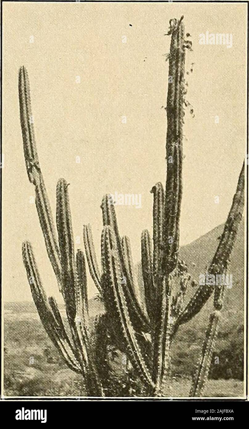 The Cactaceae : descriptions and illustrations of plants of the cactus family . vered by the dense brown feltof its areoles; fruit oblong, edible, 6 to 7 cm. long, very spiny, the spine-clusters deciduous inripening. Type locality: A few miles south of Tehuacan, Puebla, Mexico.Distribution: Puebla and Oaxaca, Mexico. 96 the cactaceae. This plant is called cardon and candebobe. Cereus belieuli and C. pugionifer are two garden names referred here by Schumann(Gesamtb. Kakteen 107. 1897). Illustrations: Contr. U. S. Nat. Herb. 10: pi. 21; MacDougal, Bot. N. Amer. Des.pi. 21; Nat. Geogr. Mag. 21: 7 Stock Photo