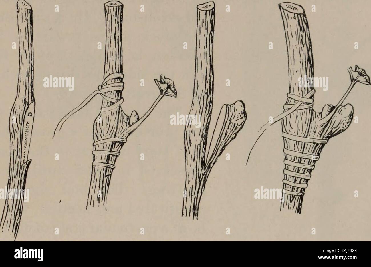 New methods of grafting and budding vines . Fig. C. CLARAC GRAFT. under the the base of the bud (Fig. 6, h). The blade is removed,laid flat on the cane immediately under the base of the bud, in orderto indicate by the width of the blade the point where the new trans-verse and oblique incision is to be made, to prevent the first sectionfrom spreading and to make a strong notch for the scion to restupon (Fig. 6, c). The scion-bud is obtained in the same way, placed on the stock andtied. NEW METHODS OF GRAFTING AND BUDDING. 9 Another way of making the Clarac graft consists in not removingthe bnd Stock Photo