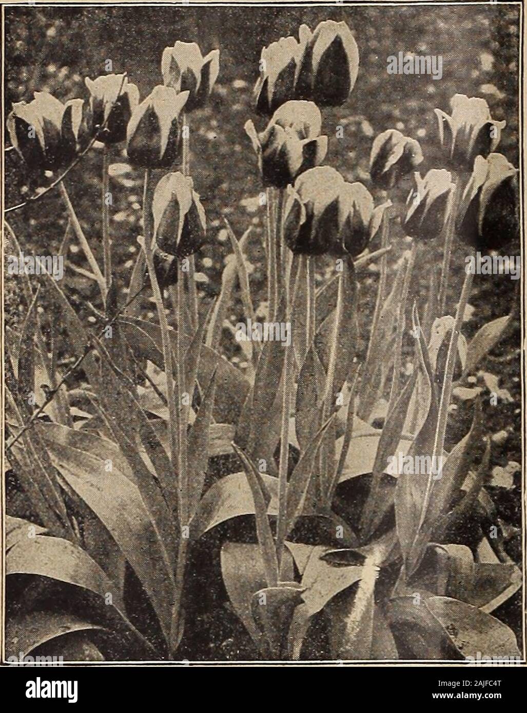 Dreer's autumn catalogue 1918 . 1IENI!lfADREER-PHIlADElPHIA4;4mBUbBSF0R1AbLJ&gt;liANTINH[. Single Early Tulips, Ki5er Kroon (offered on page 7). C0I.I.ECTI01VS OF SIISGI^BEARI.Y TULIPS A border planted with one of the following collections formsone of the most interesting and educational features of the garden,and is the very best way to become familiar with the various va-rieties, their colors, heights, time of blooming, etc., so you canchoose your own sorts when planting a bed or border. 3 each of 20 varieties, 60 bulbs $2 25 6 20 120 4 00 12 20 240 7 50 25 20 500 14 00 DREERS SUPERB MIXTUR Stock Photo