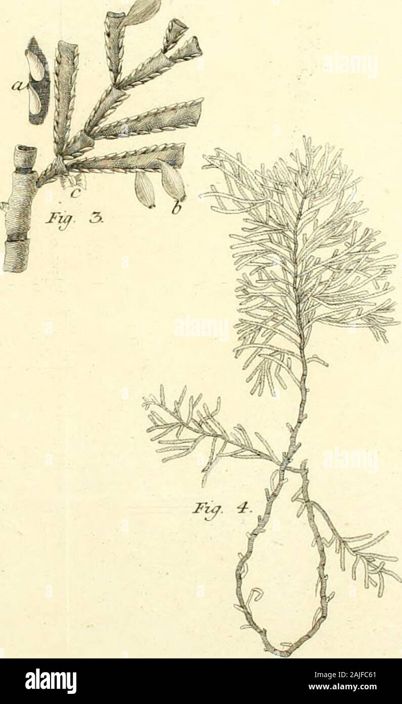 Acta Academiae scientiarum imperialis petropolitanae . .Jda J^ad. Btip. Sc.R/njiol. Tmn. U: T. 1. Tah. IX.i. it-aJ. j^rnv. ,fc. JP^f-f iy. Tfl/u .jri^ ji, j Tab . ^ . F/a . 2 2^li7 . :if. y Stock Photo
