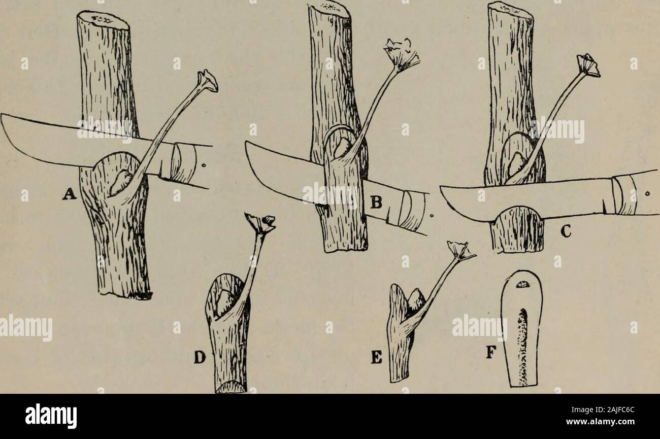 New methods of grafting and budding vines . STATION. On the stock, the second eye,counting from the top of the cutting,is cut out; while for the scion any one of the eyes on the cane is used.The scion-bud fits perfectly, as it is the same blade that makes the twocuts. The cuttings to be grafted should be sixteen inches in lengththeir top being limited by a bud cut half-way through. The graft istied with raffia, as in other bench grafts. So far, this graft tried ongreen shoots has not been a success, but on the ripe canes the resultshave been very good and the quality of the knitting is special Stock Photo